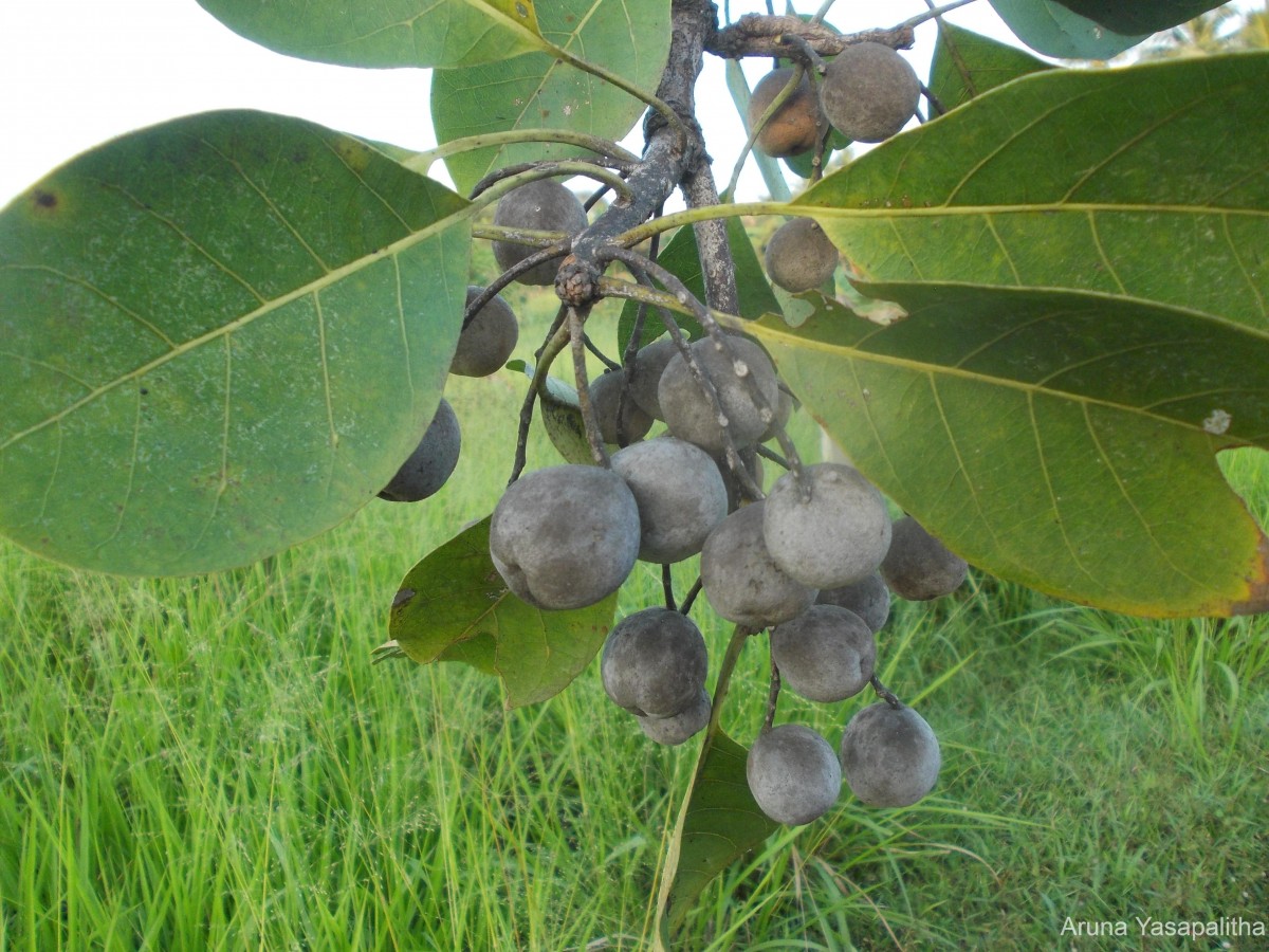 Terminalia bellirica (Gaertn.) Roxb.